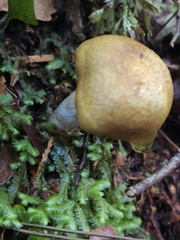 Cortinarius viridipileatus