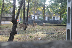 Axis axis ceylonensis