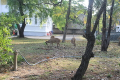 Axis axis ceylonensis