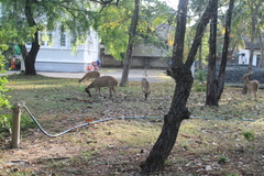 Axis axis ceylonensis