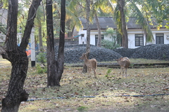 Axis axis ceylonensis