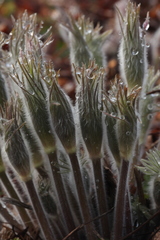 Pulsatilla orientali-sibirica