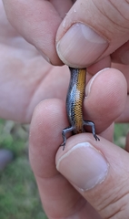 Hemiergis decresiensis