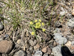 Lomatium cookii
