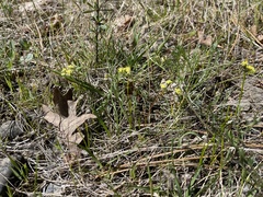 Lomatium cookii