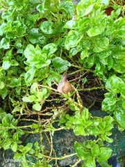 Alternanthera sissoo