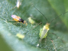 Aphelininae