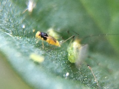 Aphelininae