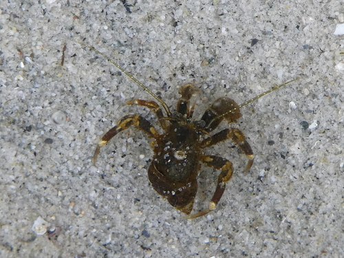 Pacific Hairy Hermit Crab, photo 3 of 10