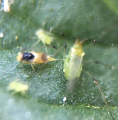Aphelininae