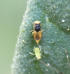 Aphelininae
