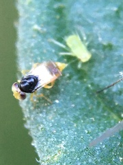 Aphelininae