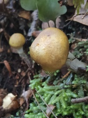 Cortinarius viridipileatus