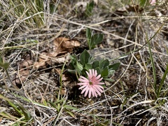 Silene hookeri