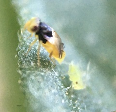 Aphelininae