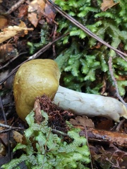 Cortinarius viridipileatus