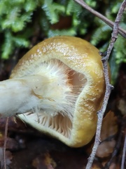 Cortinarius viridipileatus
