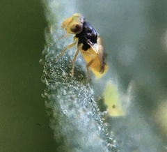 Aphelininae