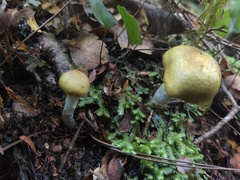 Cortinarius viridipileatus