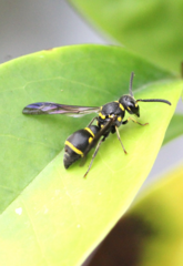 Apodynerus formosensis