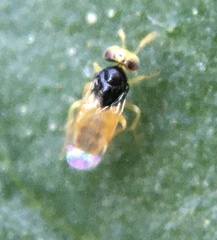 Aphelininae