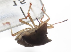 Diploxys punctata