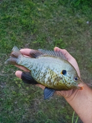 Lepomis microlophus