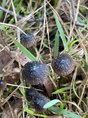Mycena nargan