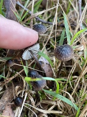 Mycena nargan