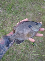 Lepomis macrochirus × cyanellus