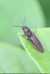 Agriotes fuscicollis