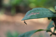 Armigeres subalbatus