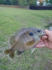 Lepomis macrochirus × cyanellus