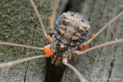 Trachyrhinus rectipalpus