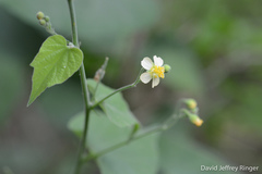 Wissadula amplissima