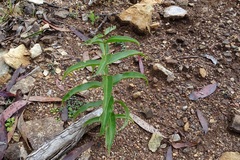 Veronica derwentiana