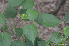 Wissadula amplissima