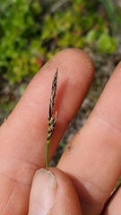 Carex rossii