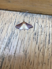 Udea daiclesalis