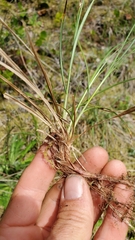 Carex rossii