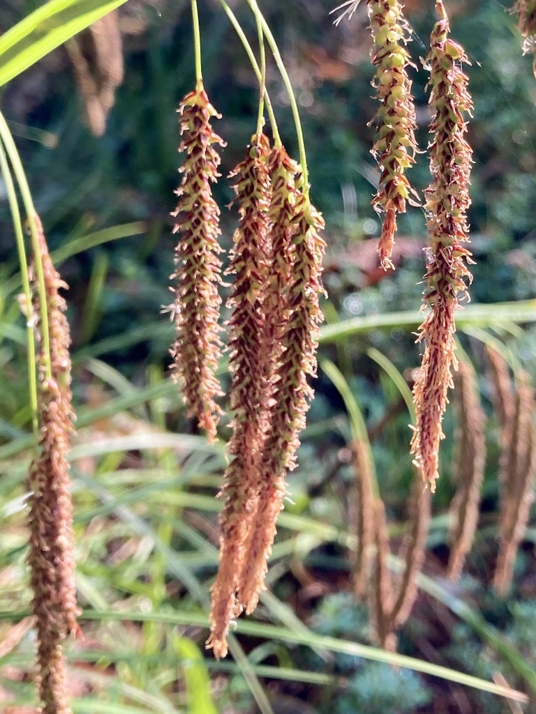 Carex tuberculata