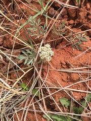 Cymopterus glomeratus