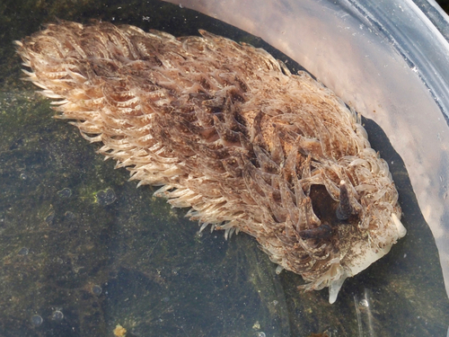 Shag-rug Nudibranch
