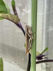 Stenocatantops mistshenkoi