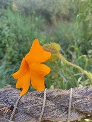Thunbergia gregorii