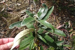 Olearia megalophylla