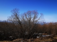 Salix pulchra