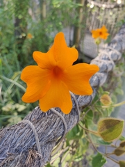 Thunbergia gregorii