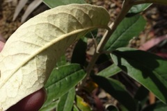 Olearia megalophylla