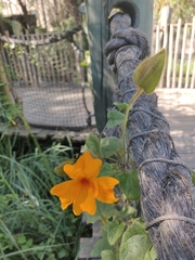 Thunbergia gregorii